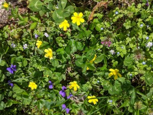 A diverse mix of flowering plants used in place of traditional turf grass.  Includes white clover, native bird'sfoot violet, common violet and wild strawberry.