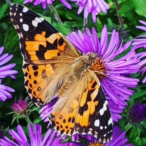 Painted Lady Butterfly on New England Aster in butterfly garden designed by Landscape Architect Acorn Landscapes in St. Louis MO